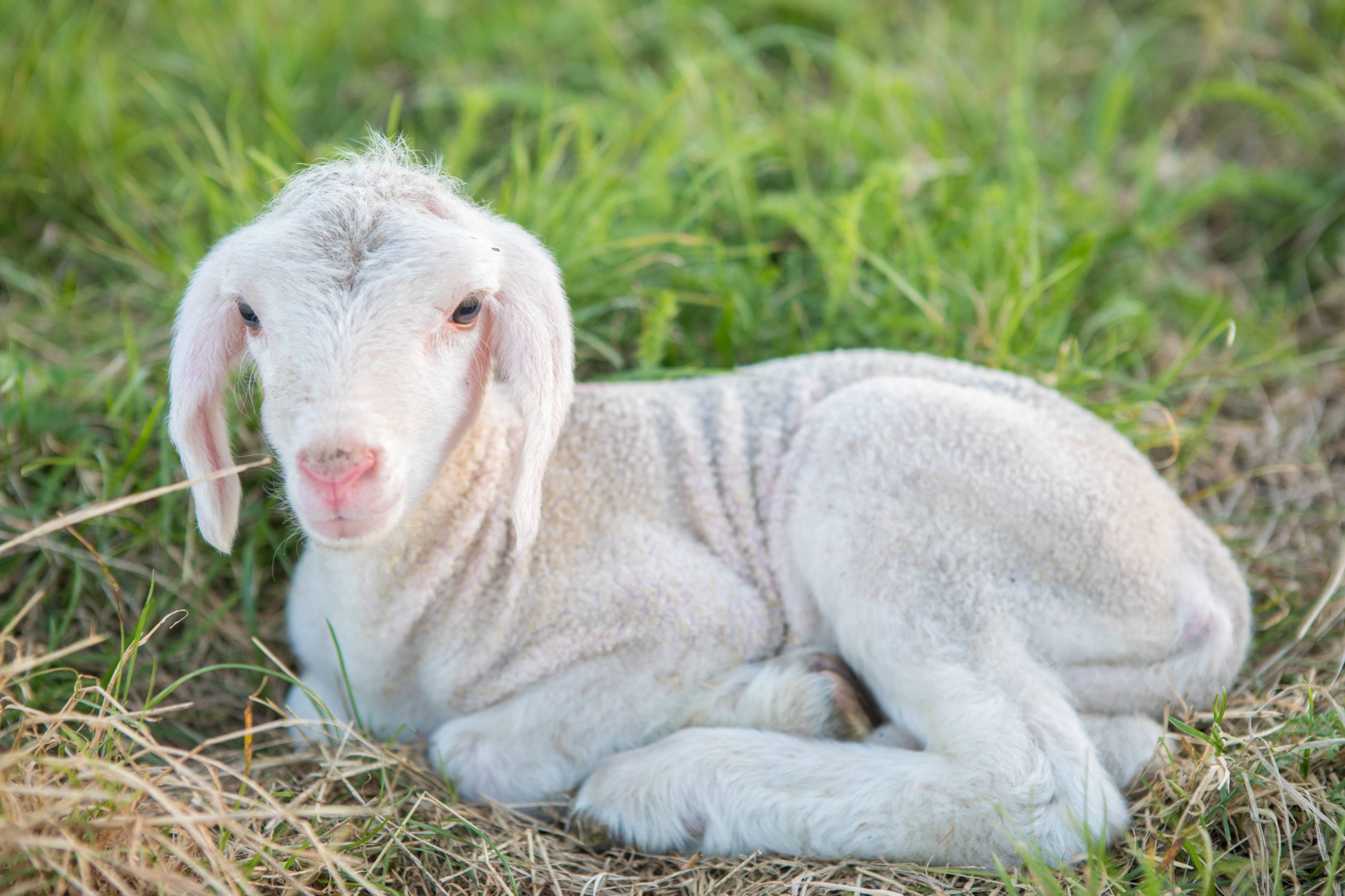Hoffest in Karlskron gibt Einblick in die Schafhaltung
